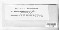 Eutypella rugiella image